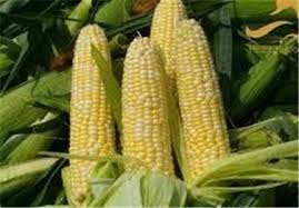 جشنواره بلال اهر شاید وقتی دیگر