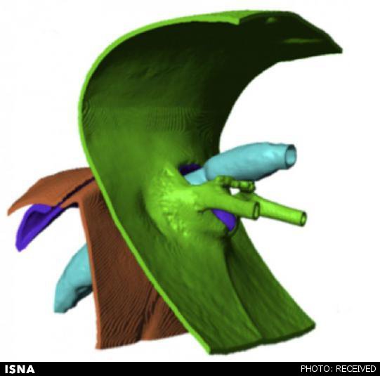 رمزگشایی از اسرار قدرت اعجاب‌انگیز مورچه 